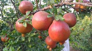 Residue free farm fresh pomegranate