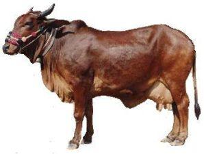 Sindhi Cow