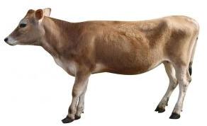 Heifer Cow