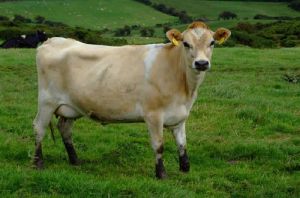 Jersey Cow