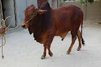 Sahiwal Bull