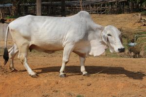 Tharparkar Cow