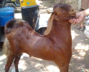 Sirohi Goat