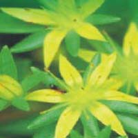 Herbal Plant Growth Stimulant