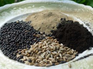 green manure seeds