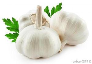 Garlic