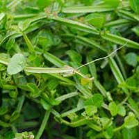 Pirandai Leaves