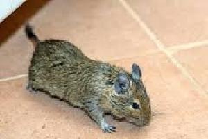 rat pest control services