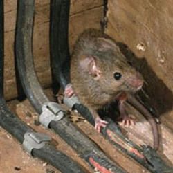 rodent pest control services