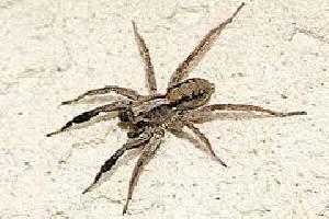 spider pest control services