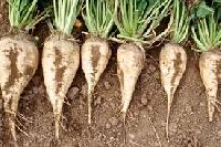 Sugar Beet