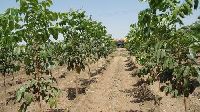 African Mahogany Plants