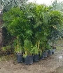 Areca Palm Plant