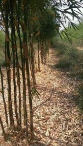 Bamboo Plants