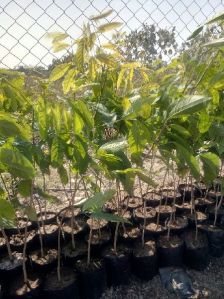 mahogany plants