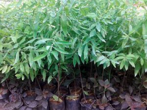 Sandalwood Plant