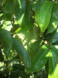 Gravolia Plants - Sour sop plants