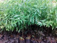 White Sandalwood Plants