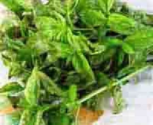 organic hybrid basil leaves