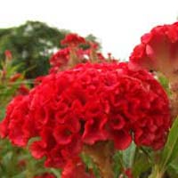 Ornamental Plants