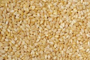 Bulgur Wheat Seeds