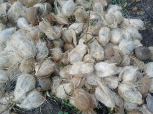 Fresh Green Coconuts