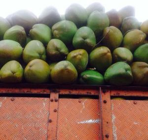 Semi Husked Coconuts