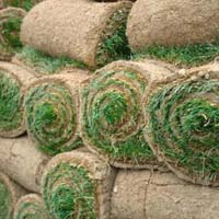 Grass Carpet Roll