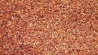 Ragi Seeds