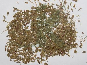DAUCUS CAROTA (carrot seeds)