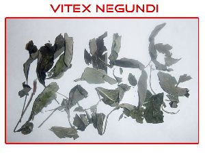 VITEX NEGUNDO EXTRACT (Nirgundi extract)