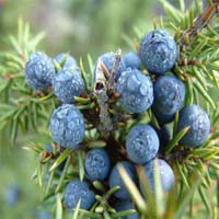 Juniper Berry Oil