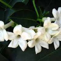 Fresh Jasmine Flower