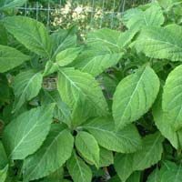 Salvia Leaf