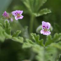 Scented Geranium