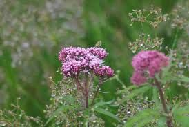 Valeriana officinalis