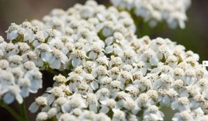 Yarrow Flower