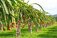 dragon fruit plant