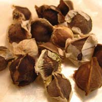 Dried Moringa seeds
