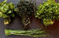 aromatic herb