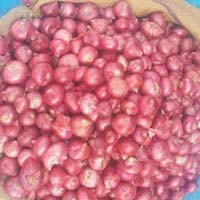 Fresh Nashik Onion