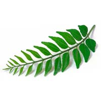 Curry Leaves