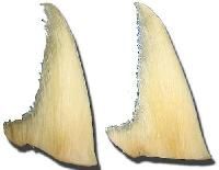 Dried Shark Fins