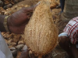 Semi Husked Coconuts