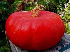 Fresh Red Pumpkin