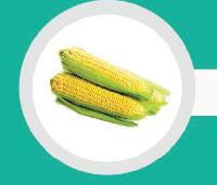 Fresh Yellow Corn