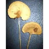 Dried Sponge Mushrooms