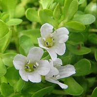 Bacopa Monnieri Extract