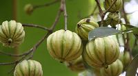 Garcinia Cambogia Extract