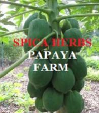 PAPAYA FRUIT/ PAPAYA EXTRACT/ PAPAYA SEEDS/ PAPAIN